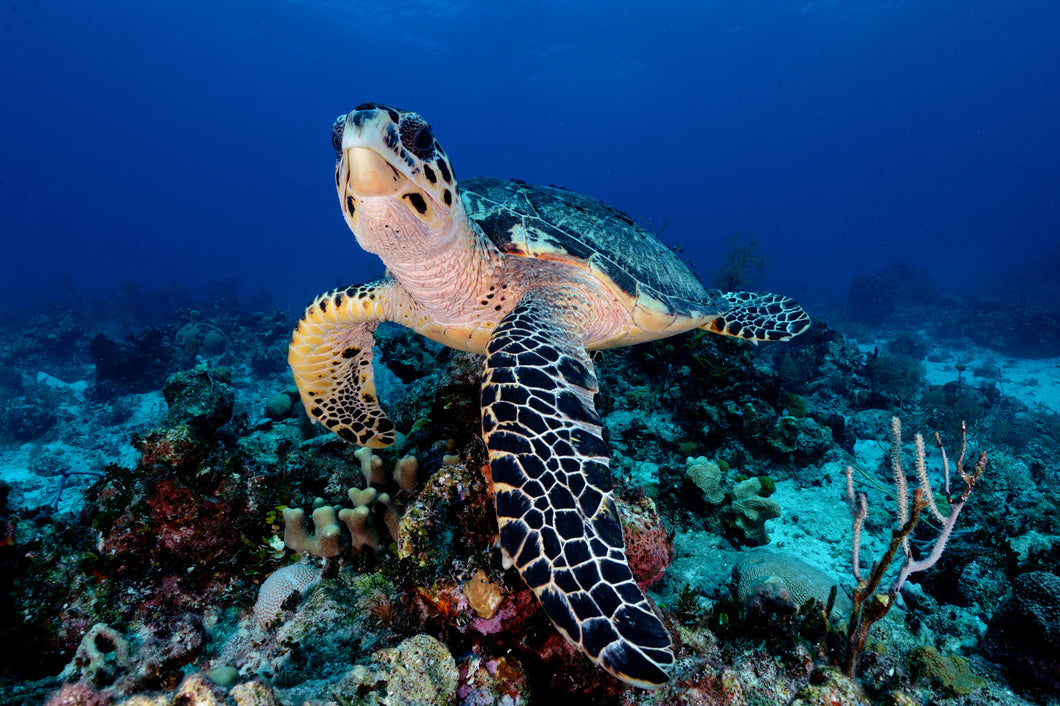 Turks & Caicos Explorer Print - BENEATH THE SURFACE